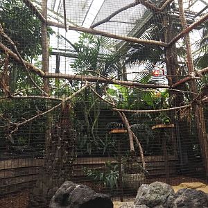 Oasis - Vinaceous-breasted amazon aviary, 2024-09-17