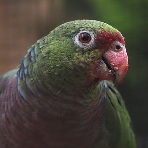 Vinaceous-breasted amazon (Amazona vinacea), 2024-09-17