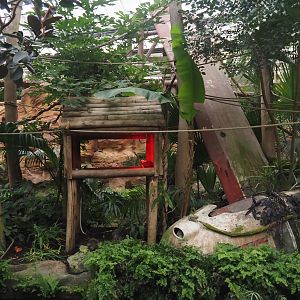 Oasis - Monkey island now housing Cotton-top tamarins, 2024-09-17