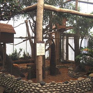 Oasis - Golden lion tamarin exhibit, 2024-09-17