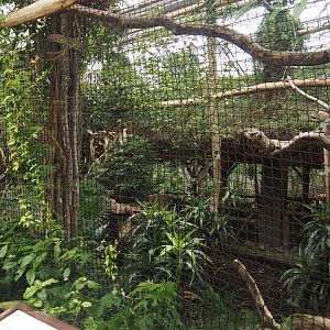 Oasis - Sclater's crowned pigeon aviary, 2024-09-17