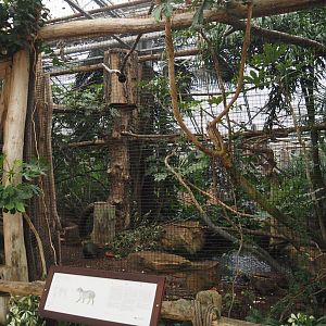 Oasis - White-cheeked turaco and Azara's agouti aviary, 2024-09-17