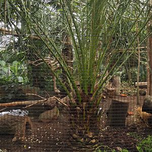Oasis - White-cheeked turaco and Azara's agouti aviary, 2024-09-17