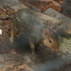 Azara's agouti (Dasyprocta azarae) pup, 2024-09-17
