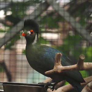 White-cheeked turaco (Menelikornis leucotis leucotis), 2024-09-17