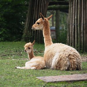 Vicuña with cria (Vicugna vicugna), 2024-09-17