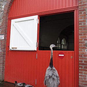 Greater rhea (Rhea americana) and Former gift shop building now housing farm animal stables, 2024-09-17