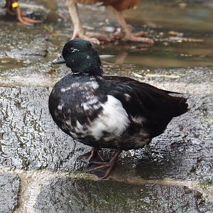 Domestic duck (Anas platyrhynchos domesticus), 2024-09-17