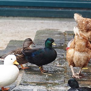 Domestic ducks (Anas platyrhynchos domesticus) and Red laying hen (Gallus gallus domesticus), 2024-09-17