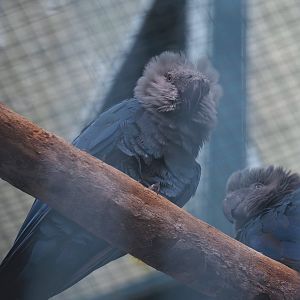 Spix's macaw (Cyanopsitta spixii), 2024-09-17