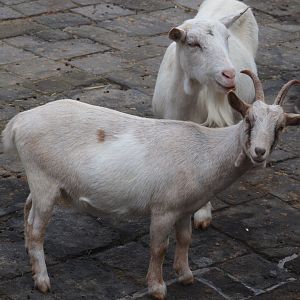 Domestic goats (Capra hircus), 2024-09-17