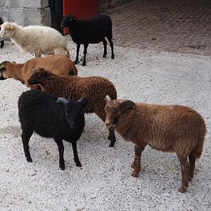 Ouessant sheep (Ovis aries), 2024-09-17