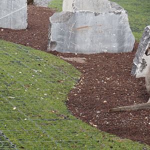 Domestic rabbit (Oryctolagus cuniculus domesticus) and Red-necked wallaby (Notamacropus rufogriseus), 2024-09-17