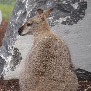Red-necked wallaby (Notamacropus rufogriseus), 2024-09-17