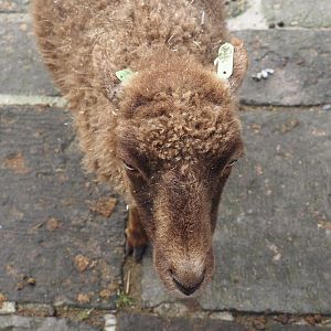 Ouessant sheep (Ovis aries), 2024-09-17