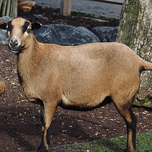 Cameroon sheep (Ovis aries), 2024-09-17