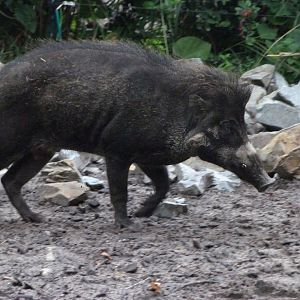 Visayan warty pig -Zoologischer Garten Berlin (2024)