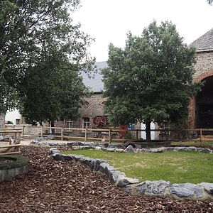Göttinger mini pig and Chinese goose paddocks in former entrance area, 2024-09-17