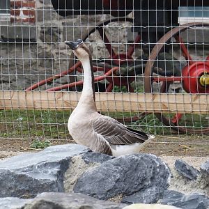 Chinese goose (Anser cygnoides domesticus), 2024-09-17