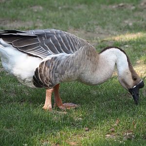 Chinese goose (Anser cygnoides domesticus), 2024-09-17
