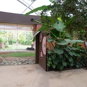 South American tapir exhibit -Zoologischer Garten Berlin (2024)