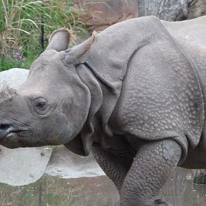 Indian rhinoceros -Zoologischer Garten Berlin (2024)