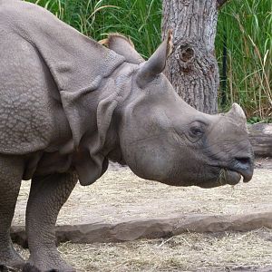 Indian rhinoceros -Zoologischer Garten Berlin (2024)