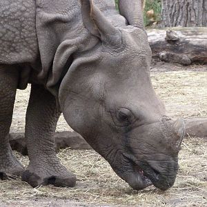 Indian rhinoceros -Zoologischer Garten Berlin (2024)