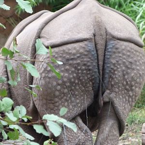 Indian rhinoceros -Zoologischer Garten Berlin (2024)