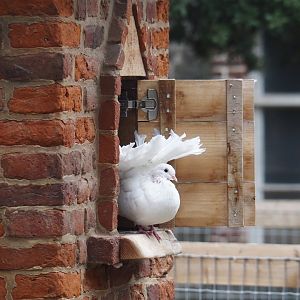 Fan-tailed pigeon (Columba livia domestica), 2024-09-17