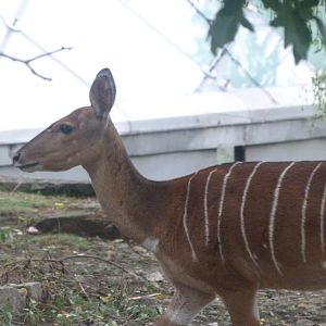 Lowland nyala -Zoologischer Garten Berlin (2024)