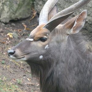 Lowland nyala -Zoologischer Garten Berlin (2024)
