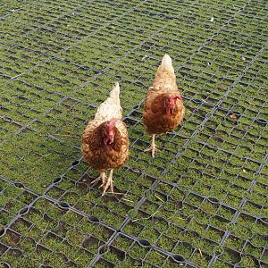 Red laying hens (Gallus gallus domesticus), 2024-09-17