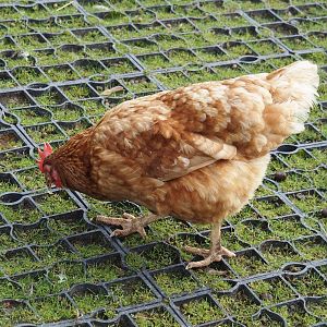 Red laying hen (Gallus gallus domesticus), 2024-09-17