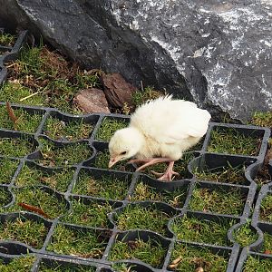 Domestic turkey (Meleagris gallopavo domesticus) chick, 2024-09-17