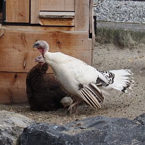 Domestic turkeys (Meleagris gallopavo domesticus), 2024-09-17