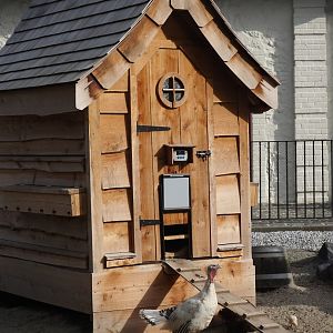 Domestic chicken coop, 2024-09-17