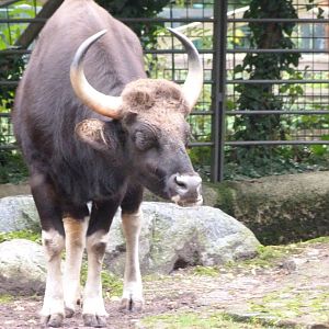 Indian gaur -Zoologischer Garten Berlin (2024)