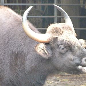 Indian gaur -Zoologischer Garten Berlin (2024)