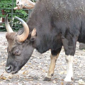 Indian gaur -Zoologischer Garten Berlin (2024)