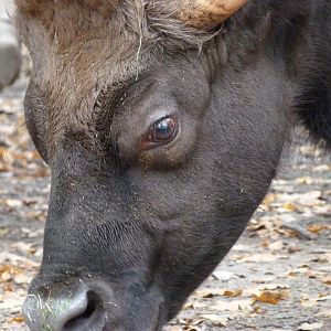 Indian gaur -Zoologischer Garten Berlin (2024)