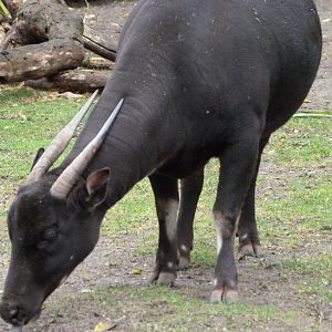 Lowland anoa -Zoologischer Garten Berlin (2024)