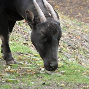 Lowland anoa -Zoologischer Garten Berlin (2024)