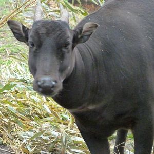 Lowland anoa -Zoologischer Garten Berlin (2024)