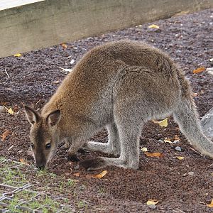 Red-necked wallaby (Notamacropus rufogriseus), 2024-09-17