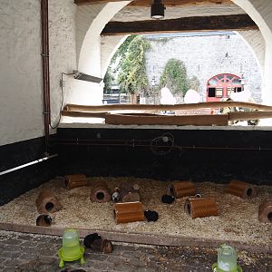Guinea pig covered and designated area, 2024-09-17