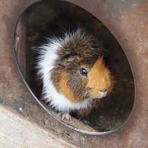 Domestic guinea pig (Cavia porcellus), 2024-09-17