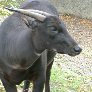 Lowland anoa -Zoologischer Garten Berlin (2024)