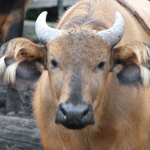 Forest buffalo -Zoologischer Garten Berlin (2024)