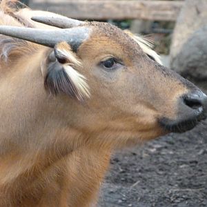 Forest buffalo -Zoologischer Garten Berlin (2024)